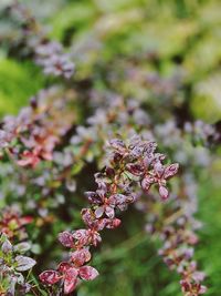 Close-up of purple flowering plant