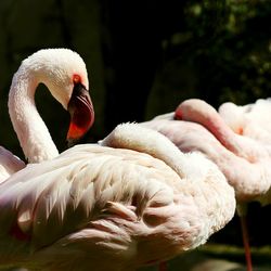 Close-up of swan