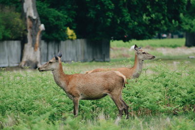 Deer on field