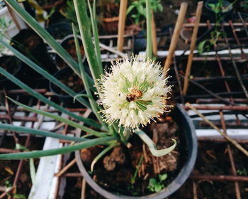 High angle view of cactus flower