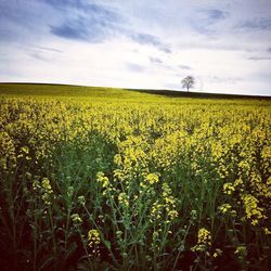 Scenic view of field against cloudy sky