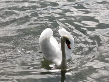 Swan floating on lake