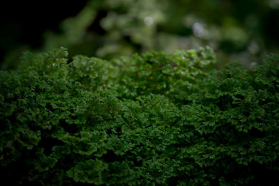 Close-up of green leaves