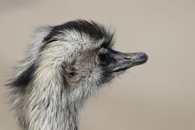 Close-up of a bird looking away