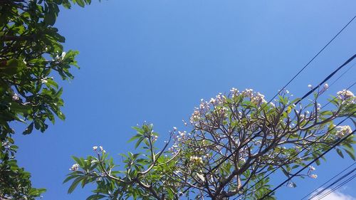 Low angle view of flowering plants against blue sky