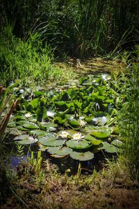 Water lily in lake