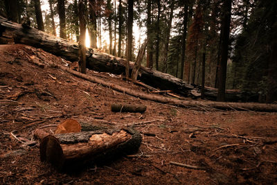 Surface level of trees in forest