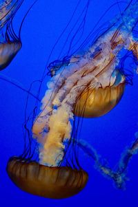 Close-up of jellyfish in sea