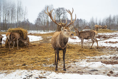 Beautiful group of deer with a male adult red deer, stag or hart, with big horn near a bale of hay