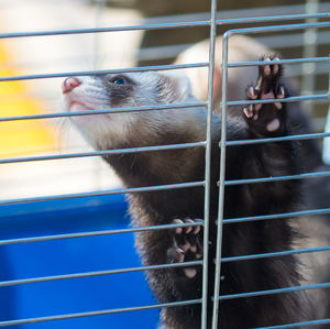 Close-up of cat in cage