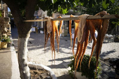 Wide angle of two octopus drying in the sun on greek island