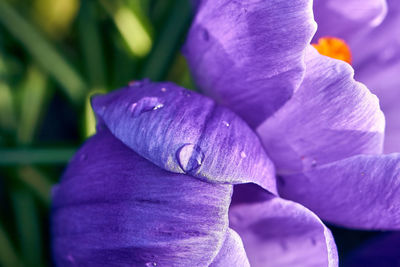 Close-up of purple crocus flower