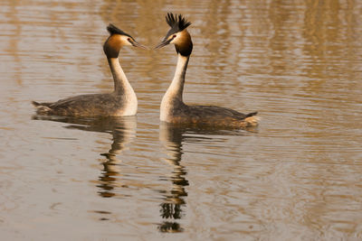 Two great crested grebes in a lake during mating season