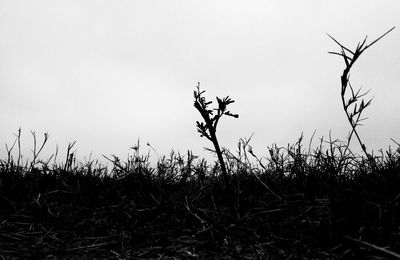 Low angle view of silhouette plants against sky