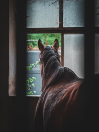 Horse looking out