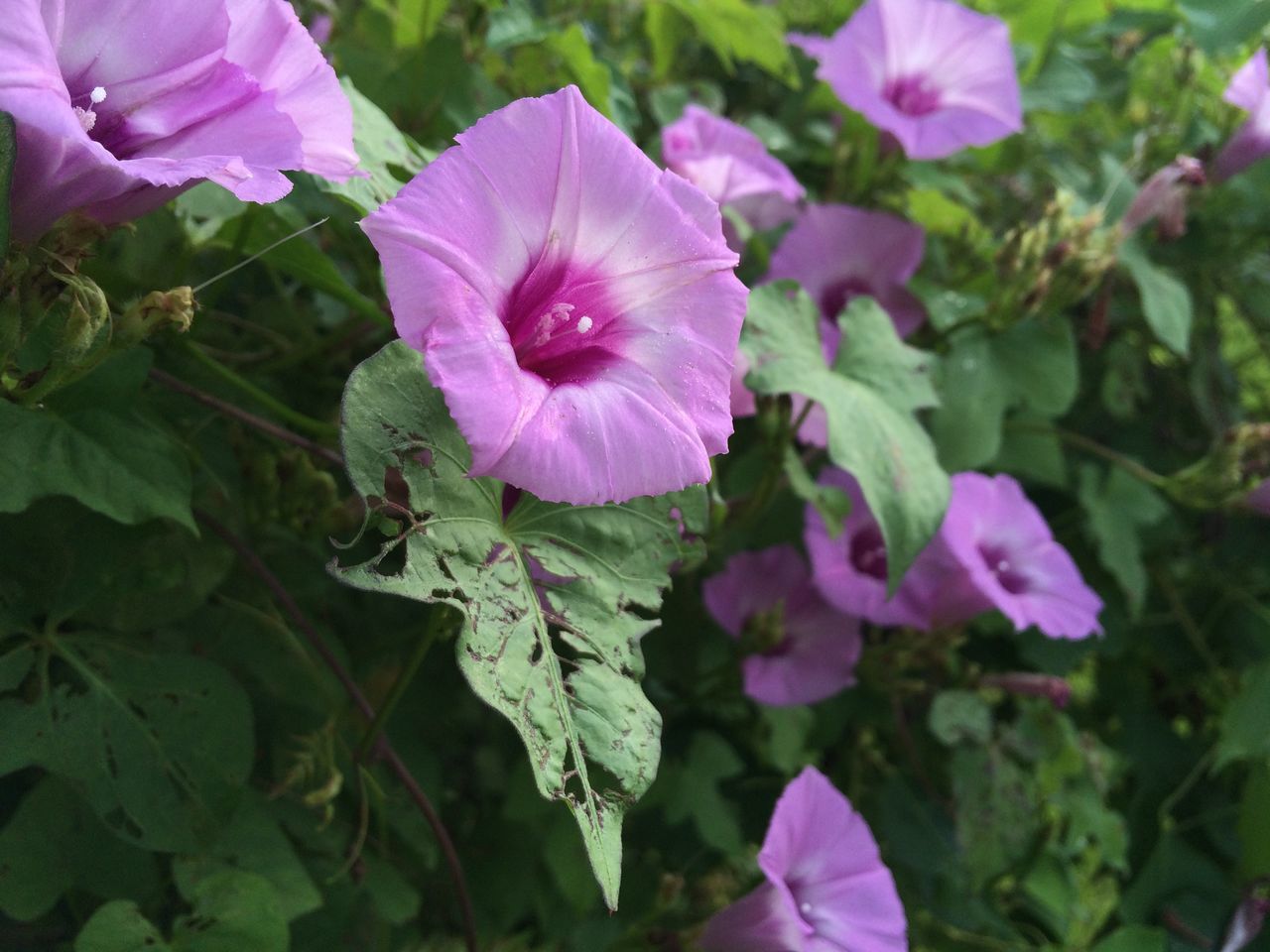 flower, freshness, petal, fragility, purple, growth, flower head, beauty in nature, blooming, close-up, pink color, plant, nature, leaf, focus on foreground, in bloom, outdoors, day, no people, park - man made space