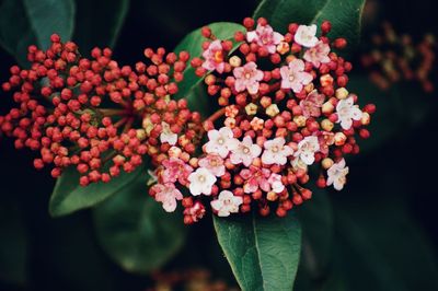 Close-up of flowering plant