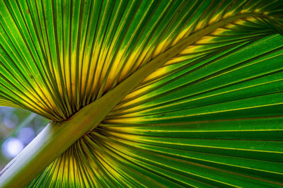 Close-up of palm leaf