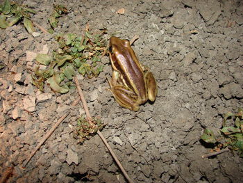 High angle view of crab on dry leaf