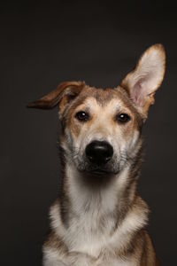 Close-up portrait of a dog over black background