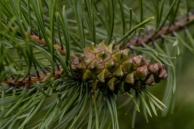 Close-up of pine cone on tree
