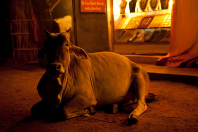 View of cow lying in city street