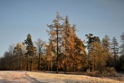 Trees on field against sky during winter