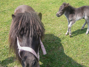 Close-up of horse on field