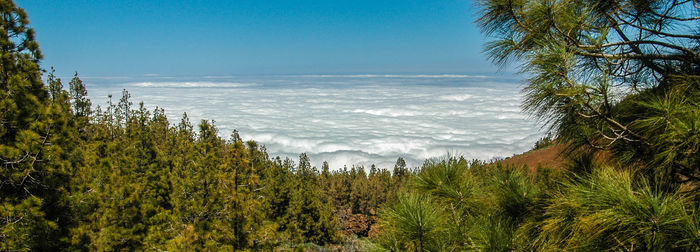 Scenic view of forest by sea against clear sky