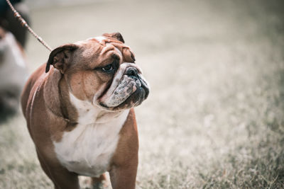 Close-up of dog looking away