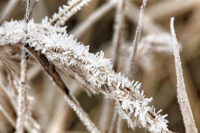 Close-up of snow