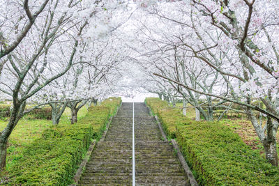 White sakura blossom surrounding at staircase tunnel at izumi shikibu park, kashima, saga, japan. 