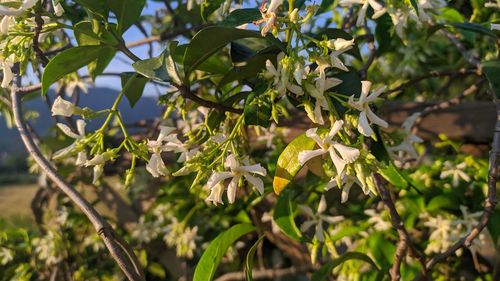 Close-up of flowering plants on tree