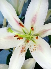 Close-up of white day lily blooming outdoors