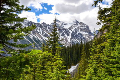 Scenic view of pine trees by mountains against sky