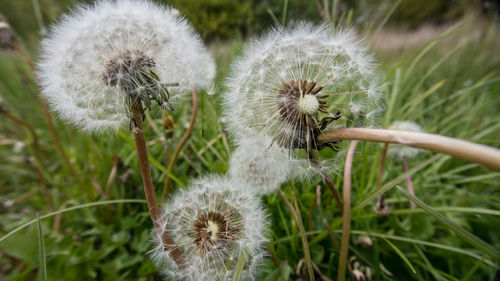 Close-up of dandelion growing on field