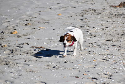 Dog running on beach