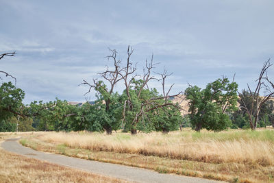 Trees on field against sky