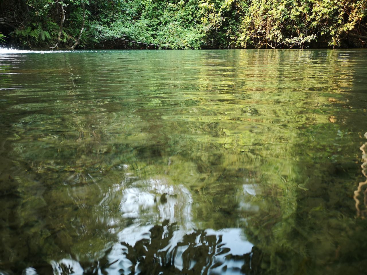 REFLECTION OF TREES IN LAKE