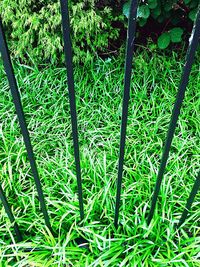 Close-up of bamboo plants in forest