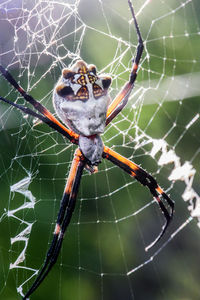 Close-up of spider web