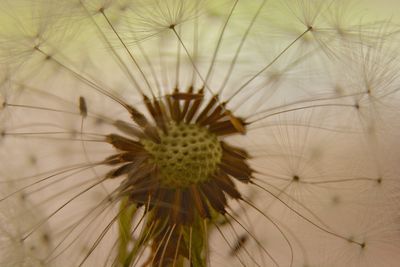 Close-up of dandelion on plant