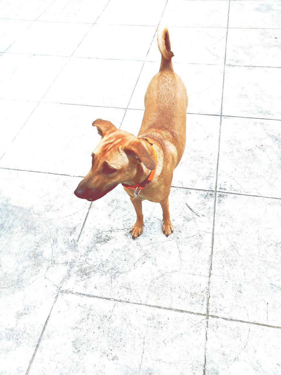 domestic, domestic animals, pets, mammal, animal themes, one animal, dog, animal, canine, high angle view, vertebrate, flooring, tile, tiled floor, no people, brown, day, footpath, indoors, full length