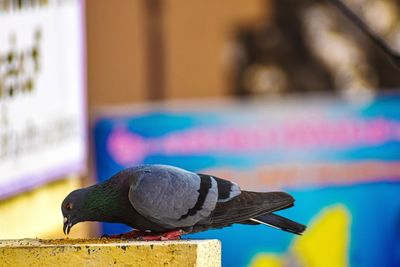 Close-up of pigeon perching on wood