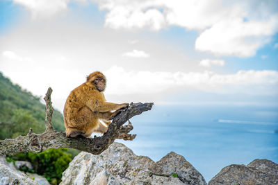Monkey sitting on rock by sea against sky