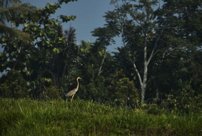 Bird standing in a field