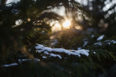 Close-up of christmas tree