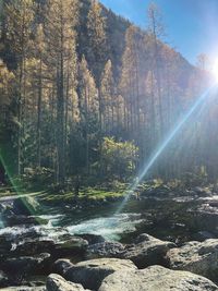 Sunlight streaming through trees in forest