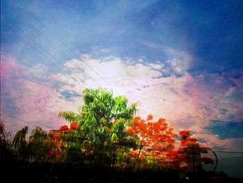 Plants against sky during sunset