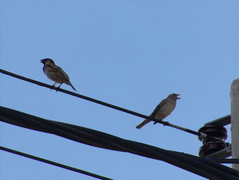 Low angle view of bird perching against clear blue sky